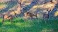 Doe Mule Deer grazing in Kaibab National Forest, Arizona Royalty Free Stock Photo