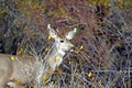 A Doe Mule Deer Royalty Free Stock Photo