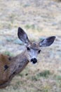 Doe Mule Deer Royalty Free Stock Photo