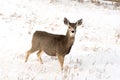 Doe Mule Deer Royalty Free Stock Photo