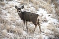 Doe Mule Deer Royalty Free Stock Photo