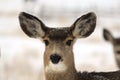 Doe Mule Deer Royalty Free Stock Photo