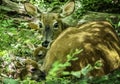 Doe Deer and Newborn Twin Fawns