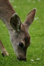 A Doe Nibbles the Flowers