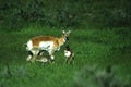 Doe Pronghorn With Two Fawns Royalty Free Stock Photo