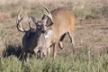 Doe running away from big whitetail buck Royalty Free Stock Photo