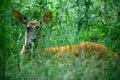 Doe Sitting in Green Grass Royalty Free Stock Photo