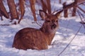 Doe in the snow Royalty Free Stock Photo