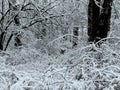 Deer peeking through a Winter Wonderland