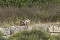 A Doe suckling a Fawn Royalty Free Stock Photo