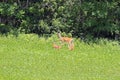 A Doe and Twin Fawns