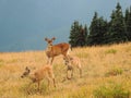 Doe and two fawns at Hurricane Ridge, Olympic National Park Royalty Free Stock Photo