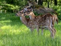 doe Vietnamese sika deer, Cervus nippon pseudaxis, It is one of the smaller subspecies. They were previously found in northern Royalty Free Stock Photo