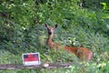 A Doe White Tail Deer - No Trespassing Royalty Free Stock Photo