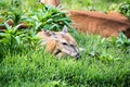 Doe Whitetail Deer Resting