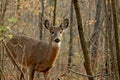 Doe In Woods Royalty Free Stock Photo
