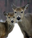 Doe & Yearling In Winter