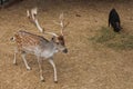A doe in a zoo and a small black goat on the background. Royalty Free Stock Photo