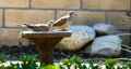 Does in a Birdbath