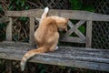 Does my bum look big. Playful cat with head under wooden bench Royalty Free Stock Photo