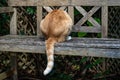 Does my bum look big. Playful cat with head under wooden bench Royalty Free Stock Photo