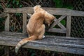 Does my bum look big. Playful cat with head under wooden bench Royalty Free Stock Photo