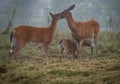 Does with Nursing Spotted Fawn Royalty Free Stock Photo