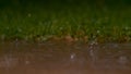 DOF: Beautiful shot of glassy raindrops falling into murky pond during rainstorm Royalty Free Stock Photo