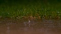 DOF: Crystal clear raindrops falling into murky puddle create a beautiful ripple Royalty Free Stock Photo
