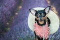 Dof a farmer, an American, a cowboy. Portrait of a dog in a scar