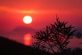 DOF: Picture of an olive tree, backlit by the colorful evening sun in Croatia. Royalty Free Stock Photo