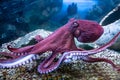 Doflein\'s octopus (Latin Enteroctopus dofleini) with tentacles and suckers