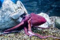 Doflein's octopus (Latin Enteroctopus dofleini) with tentacles and suckers