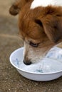 Dog drinking water from his bole 