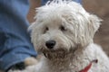 Small fluffy dog relaxing on ground 