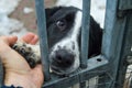 Close-up of a Dog muzzle with sad eye behind in a cage in a shelter for homeless dogs