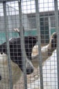 Close-up of a Dog muzzle with sad eye behind in a cage in a shelter for homeless dogs Royalty Free Stock Photo