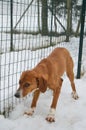Brown Dog with sad face in the snow close to a fence mesh Royalty Free Stock Photo