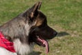 Portrait of a American Akita 