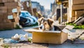 Dog abandoned on the street, lives in cardboard box