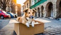 Dog abandoned on the street, lives in cardboard box