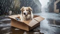 Dog abandoned on the street, lives in cardboard box, in torrential rain