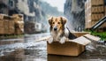 Dog abandoned on the street, lives in cardboard box, in torrential rain