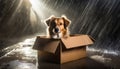 Dog abandoned on the street, lives in cardboard box, in torrential rain