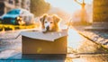 Dog abandoned on the street, lives in cardboard box, in torrential rain