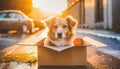 Dog abandoned on the street, lives in cardboard box, in torrential rain