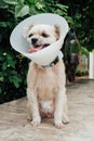 Dog abdomen surgery bandage in veterinary clinic