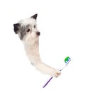 Dog above white placard with toothbrush,. isolated on white Royalty Free Stock Photo
