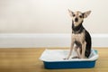 A dog on an absorbent diaper diaper pad, Dog toilet Royalty Free Stock Photo