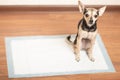 A dog on an absorbent diaper diaper pad, how to train a puppy to the toilet Royalty Free Stock Photo